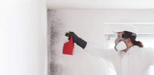 Best Crawl Space Mold Remediation in Cochituate, MA