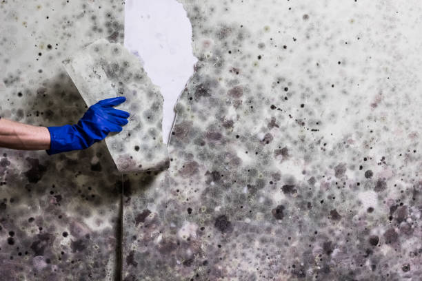 Best Residential Mold Remediation in Cochituate, MA